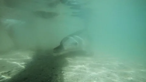 Dolphins goes close to the camera shot Stock Footage 88458653