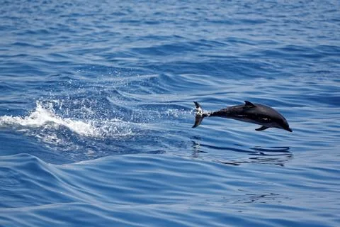 Dolphins in the Gulf of Genoa Stock Photos