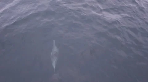 Dolphins have a race in front of a speeding boat Stock Footage 46893169