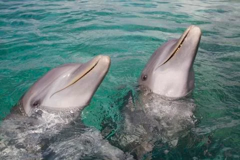 Dolphins in Honduras Stock Photos