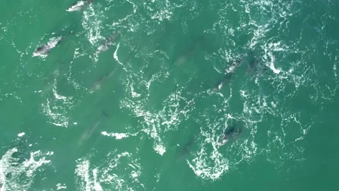 Dolphins in huge group drone Stock Footage 155681003