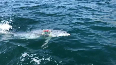 Dolphins hunt for mines during RIMPAC - 2018 스톡 동영상 99727720
