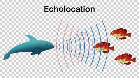 Dolphins hunt their prey by making high pitched sounds,Bio sonar sound Stock Illustration