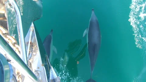 Dolphins in Ireland Stock Footage 167233426