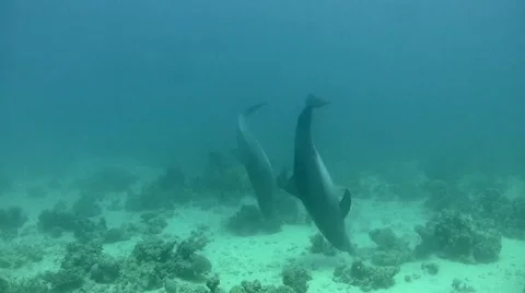 Dolphins with jellyfish Stock Footage 63741536