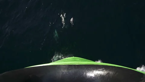 Dolphins jump in front of ship. Top down view. A flock of dolphins jumps out Stock Footage 242624010