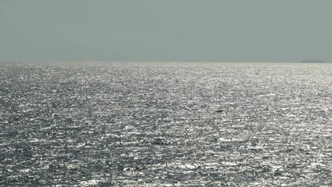 Dolphins jump out of water at the same time. Flock of dolphins swims fast. Stock Footage 195947334