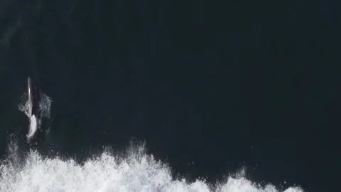 Dolphins jump out of water surface at white foaming wave Stock Footage 114766744