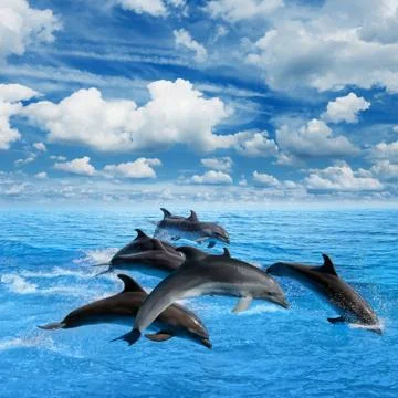 Dolphins jump Фото