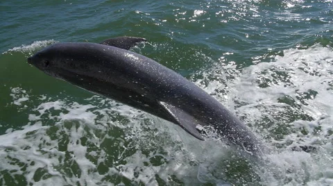 DOLPHINS JUMP IN SLOW MOTION Stock Footage 63319843