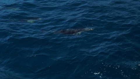 Dolphins Jumping 2 Stock Footage 108404773