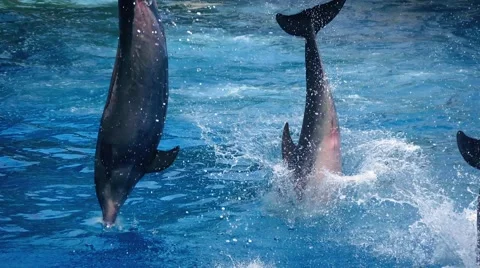 Dolphins Jumping And Diving In Unison Stock Footage 57222389
