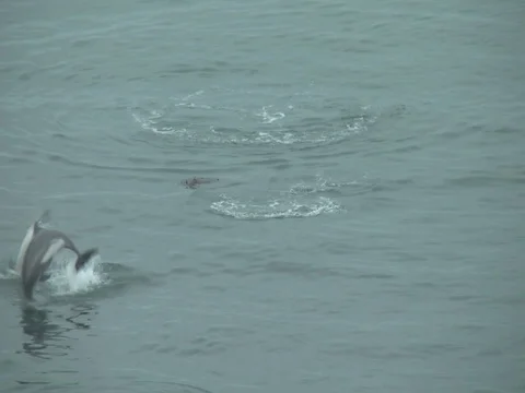 Dolphins jumping and flipping while feeding Stock Footage 108414444