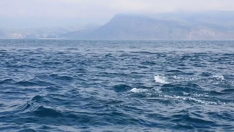 Dolphins jumping from blue water Stock Footage 72073271
