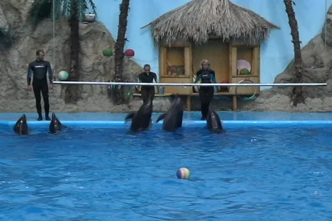 Dolphins jumping  動画素材 517047