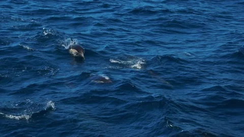 Dolphins Jumping Video stock 108404779