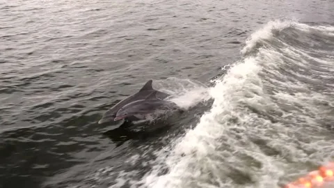 Dolphins Jumping Video stock 202591242