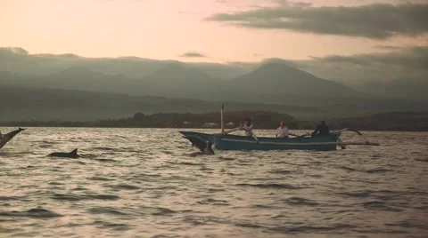 Dolphins jumping in front of boat with 3 people Stock Footage 67707792