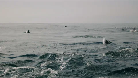 Dolphins Jumping Happily Together From Behind 4K 48FPS SLO-MO Stock Footage 221190460