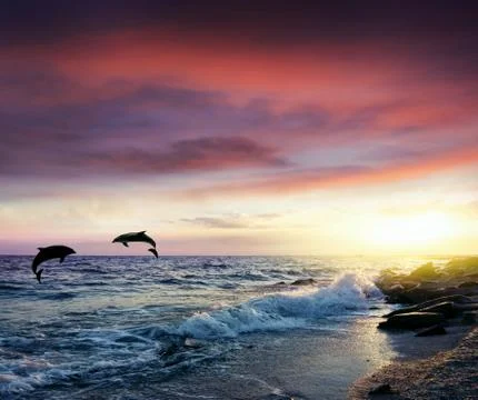 Dolphins jumping .   landscape at sunset . Stock Photos
