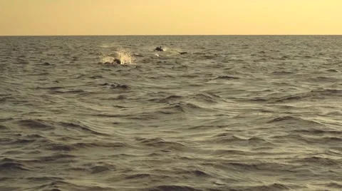 Dolphins jumping in ocean on sunrise Stock Footage