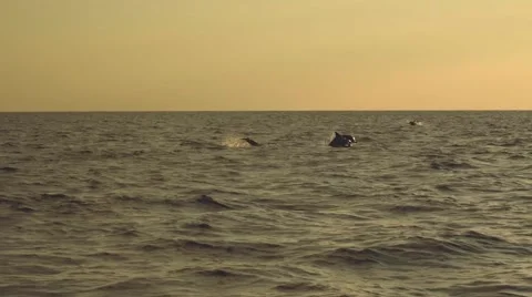 Dolphins jumping in ocean on sunrise Stock Footage