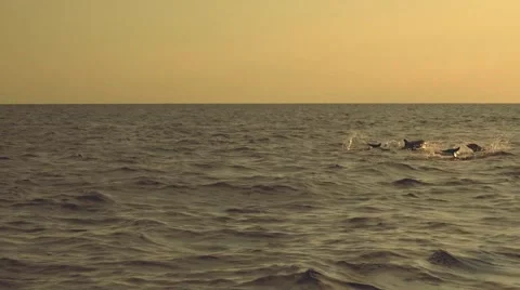 Dolphins jumping in ocean on sunrise Stock Footage
