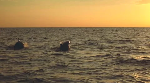 Dolphins jumping in ocean on sunrise 動画素材 67707570