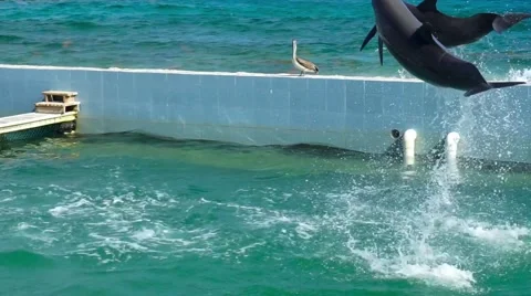 Dolphins jumping out of the pool Video stock 47784600
