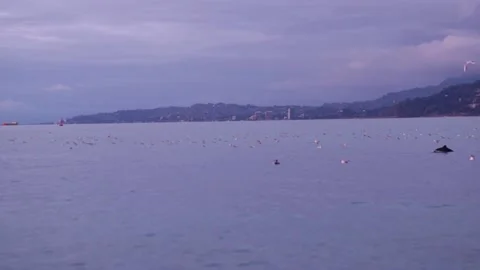 Dolphins jumping out of sea Stock Footage 237360368