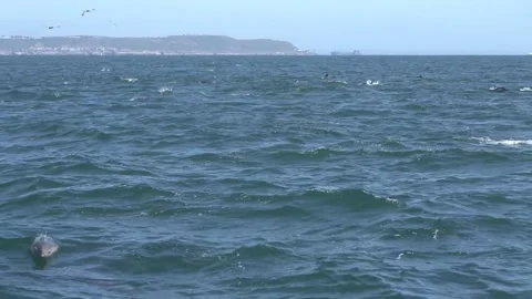 Dolphins jumping out of water 2 Stock Footage 190679661