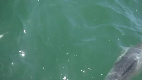 Dolphins jumping out of water 3 Stock Footage 190679693