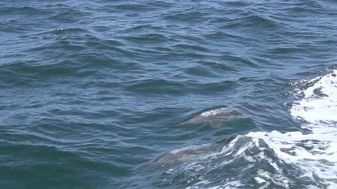 Dolphins jumping out of water 動画素材 190667837