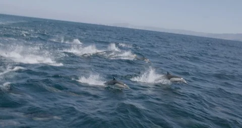 Dolphins jumping over the sea surface Stock Footage 145276976