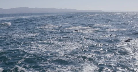 Dolphins jumping over the sea surface Stock Footage 145277032