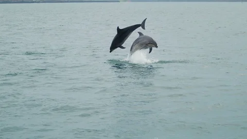 Dolphins Jumping (Phantom) Vídeos de archivo 75629750