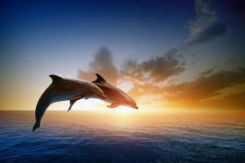 Dolphins jumping Stock-Fotos