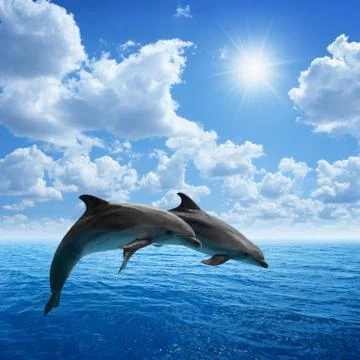 Dolphins jumping Stock-Fotos