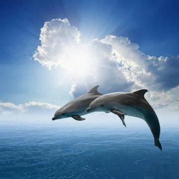 Dolphins jumping Фото