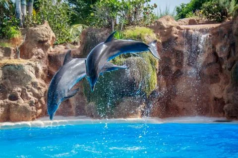 Dolphins jumping Stock Photos