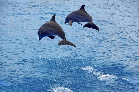 Dolphins jumping Stock Photos
