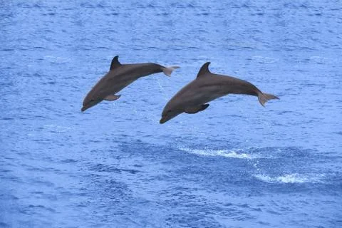 Dolphins jumping Stock Photos