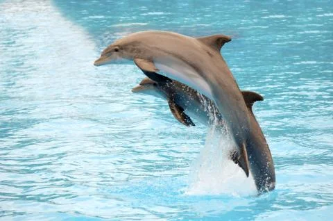 Dolphins jumping Stock Photos