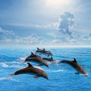 Dolphins jumping Фото