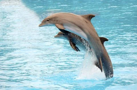 Dolphins jumping Stock Photos