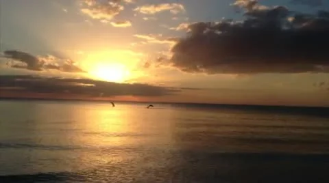 Dolphins jumping at sunset Vidéo 12422193