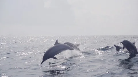 Dolphins jumping in super slow motion (250 fps), ungraded, s-log Stock Footage 94809749