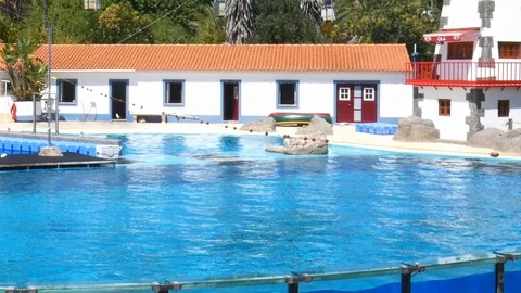 Dolphins jumping in synchronicity at a performance in Lisbon Zoo, Portugal Stock Footage 112758902