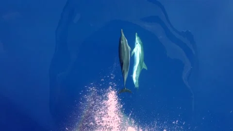 Dolphins jumping together Stock Footage 150566011
