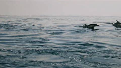 Dolphins Jumping Together Into Ocean 4K 48FPS SLO-MO Stock Footage 221190442